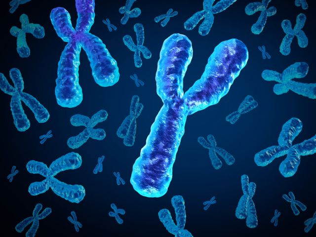 X und Y Chromosom