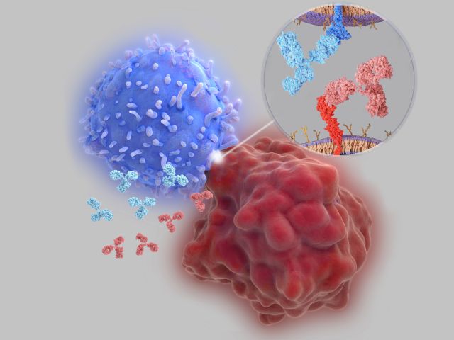 Illustration einer Immunreaktion mit T-Zelle und Tumorzelle, Fokus auf immunvermittelte Nebenwirkungen durch Immun-Checkpoint-Inhibitoren