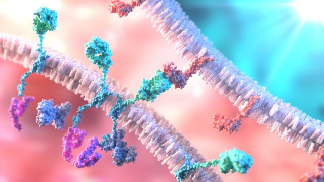 3D-Illustration der Interaktion zwischen CAR-T-Zellen und ihren Zielzellen.