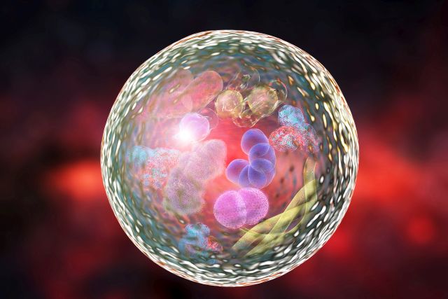 3D-Illustration eines Lysosoms. Das Membranprotein LYSET hat sich als entscheidend für die Funktion der Lysosomen erwiesen, indem es diese mit Verdauungsenzymen füllt.