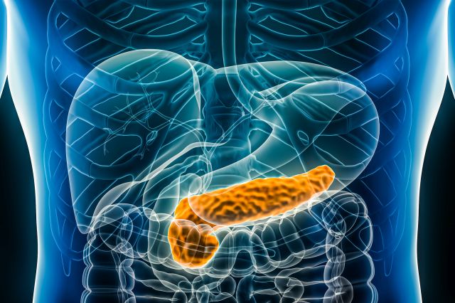 3D-Illustration der inneren Anatomie des menschlichen Torsos mit bunt hervorgehobener Bauchspeicheldrüse (Pankreas).