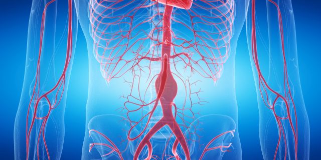 Anatomische Darstellung des menschlichen Kreislaufsystems mit Fokus auf die Aorta, die häufig von Aneurysmen betroffen ist.