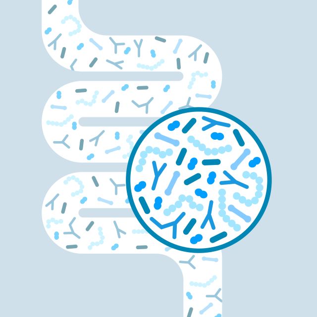 Illustration des menschlichen Darms mit vergrößerter Ansicht von Darmbakterien in Blau und Weiß