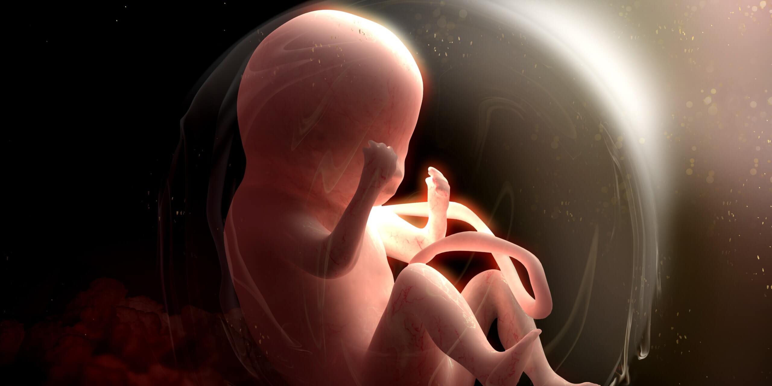 Fetus