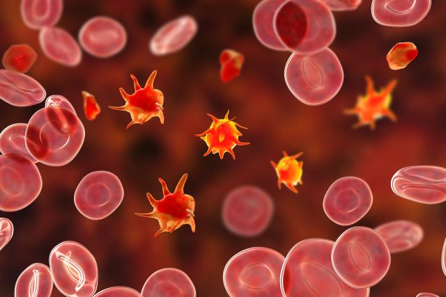Visualisierung von Thrombozyten und roten Blutkörperchen, passend zur Immunthrombozytopenie und deren Behandlung.