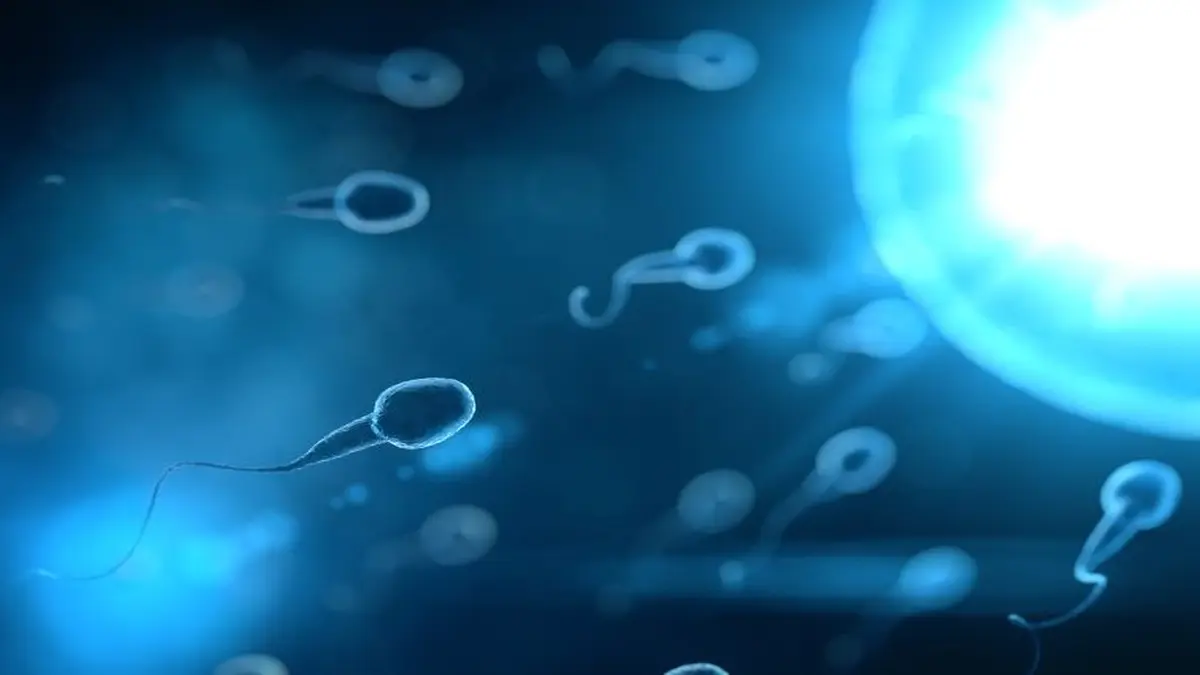 Spermien auf den weg zur Eizelle