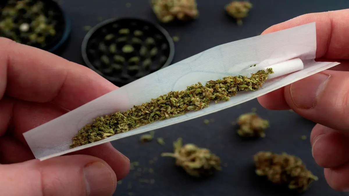 Preparing a joint and drug paraphernalia concept theme with close up man hands rolling a joint with herb girder to grind a cannabis buds in the background