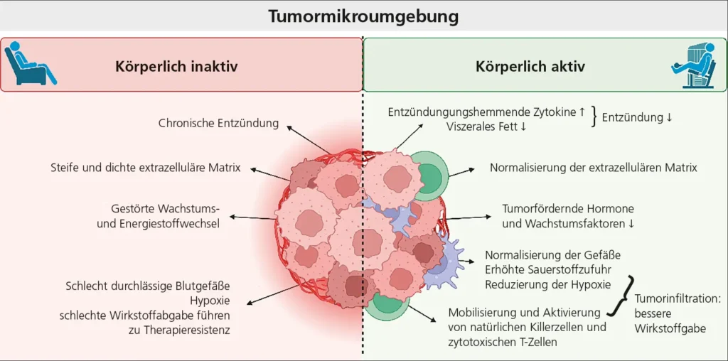 Abb. 2: Einfluss von regelmäßiger körperlicher Aktivität auf die Tumormikroumgebung 
Mit BioRender.com erstellt