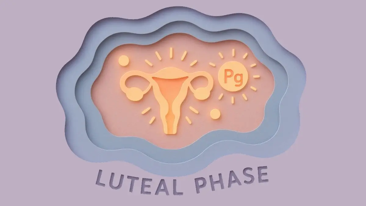Schematische Gebärmutter mit Pg-Symbol zur Rolle von Progesteron nach in-vitro-Fertilisation.