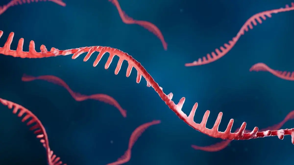 Darstellung von RNA-Strängen vor blauem Hintergrund, symbolisiert molekulare Prozesse in der Zelle