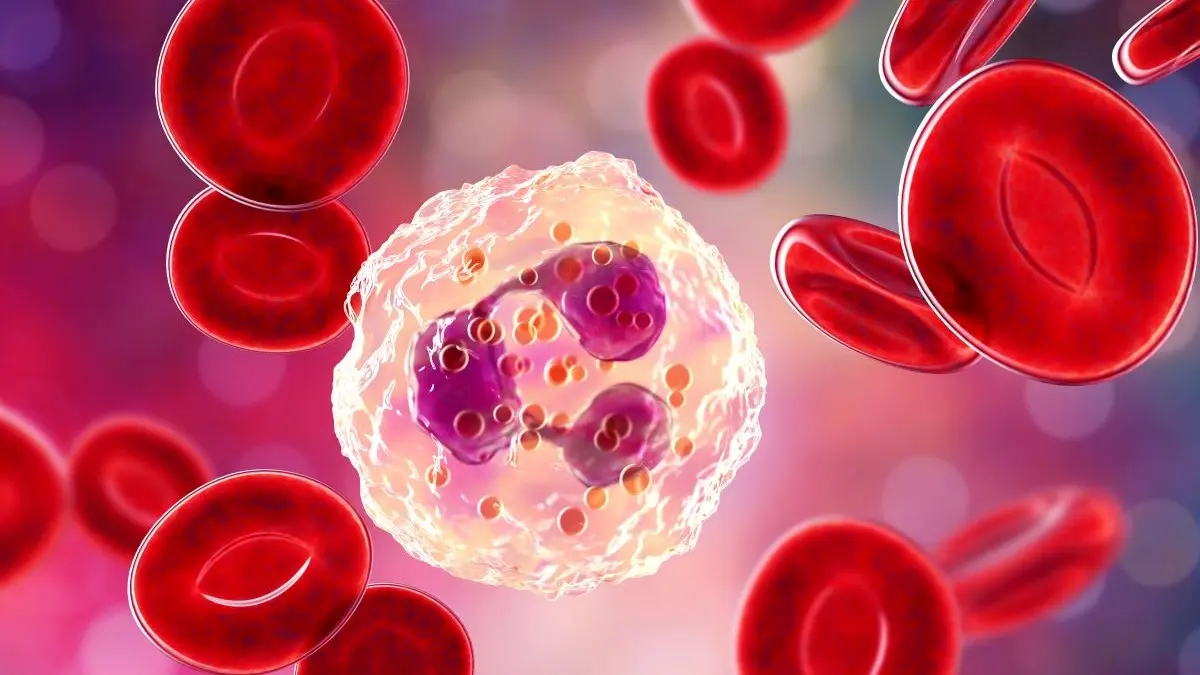 Neutrophile Granulozyten im Blut, Studie zu Folgen von Sauerstoffmangel bei der Geburt.