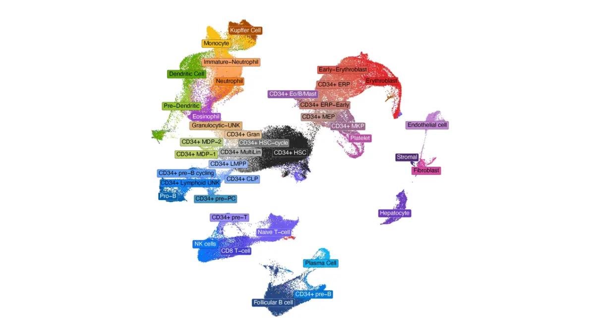 Die UMAP (Uniform Manifold Approximation and Projection) bildet komplexe Einzelzell-Transkriptomdaten in zwei Dimensionen ab, sodass ähnliche hämatopoetische Zellen nahe beieinander liegen. Jeder Punkt steht für eine Zelle, die Farbe kennzeichnet ihren anhand der Genaktivität bestimmten Zelltyp oder Zellzustand.