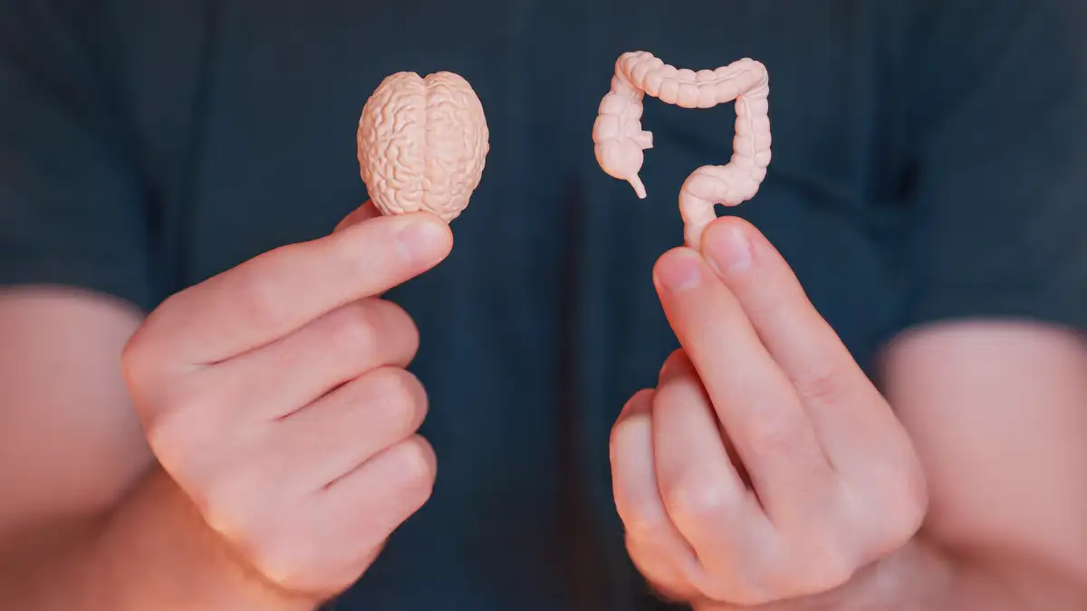 Ein Mann hält kleine Modelle eines Gehirns und eines menschlichen Dickdarm in den Händen.