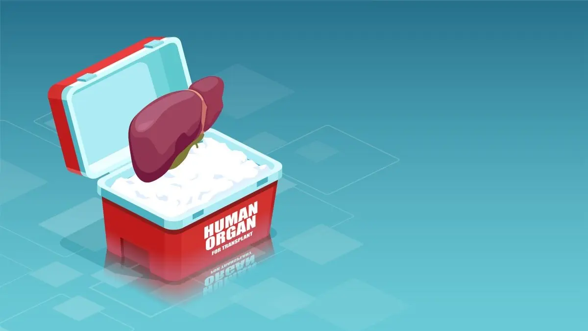 Illustration einer menschlichen Leber in einer roten Kühlbox, beschriftet mit "Human Organ for Transplant".