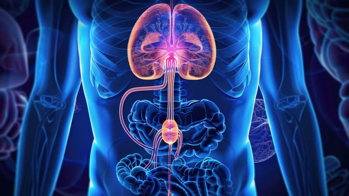 3D-Visualisierung des Urogenitaltrakts beim Prostatakarzinom – Active Surveillance