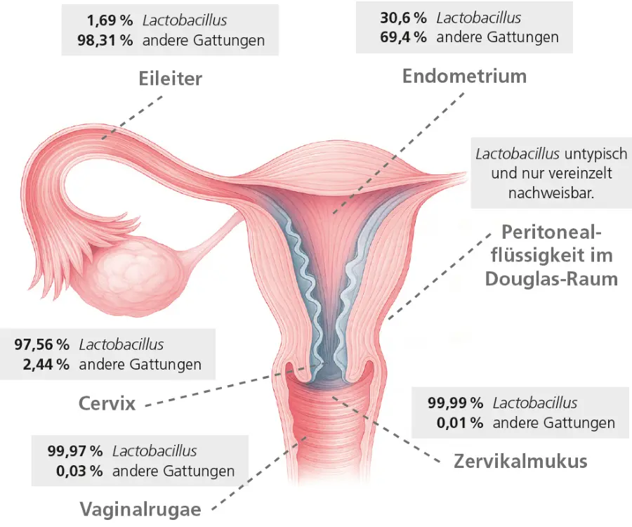Abb. 1: Zusammensetzung des vagino-uterinen Mikrobioms. Darstellung des Auftretens der Gattung Lactobacillus an den einzelnen Körperstellen basierend auf der medianen relativen Häufigkeit (modifiziert nach [3]). © Komodo – stock.adobe.com
