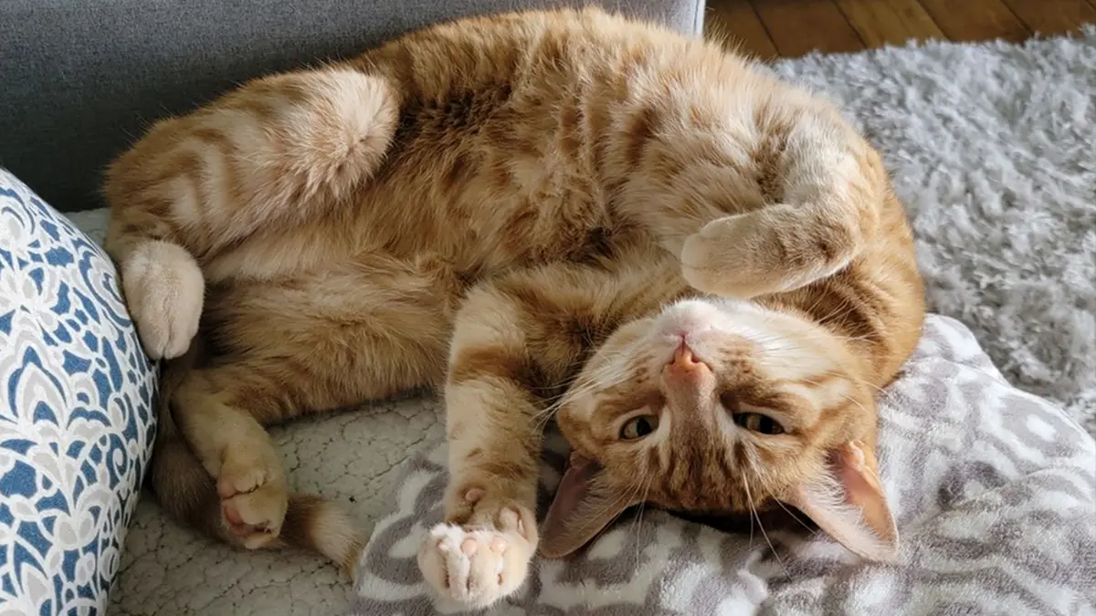 Hauskatze Lanni liegt auf dem Rücken – Symbolbild für die genetische Krebsstudie zu Katzentumoren der Universität Bern