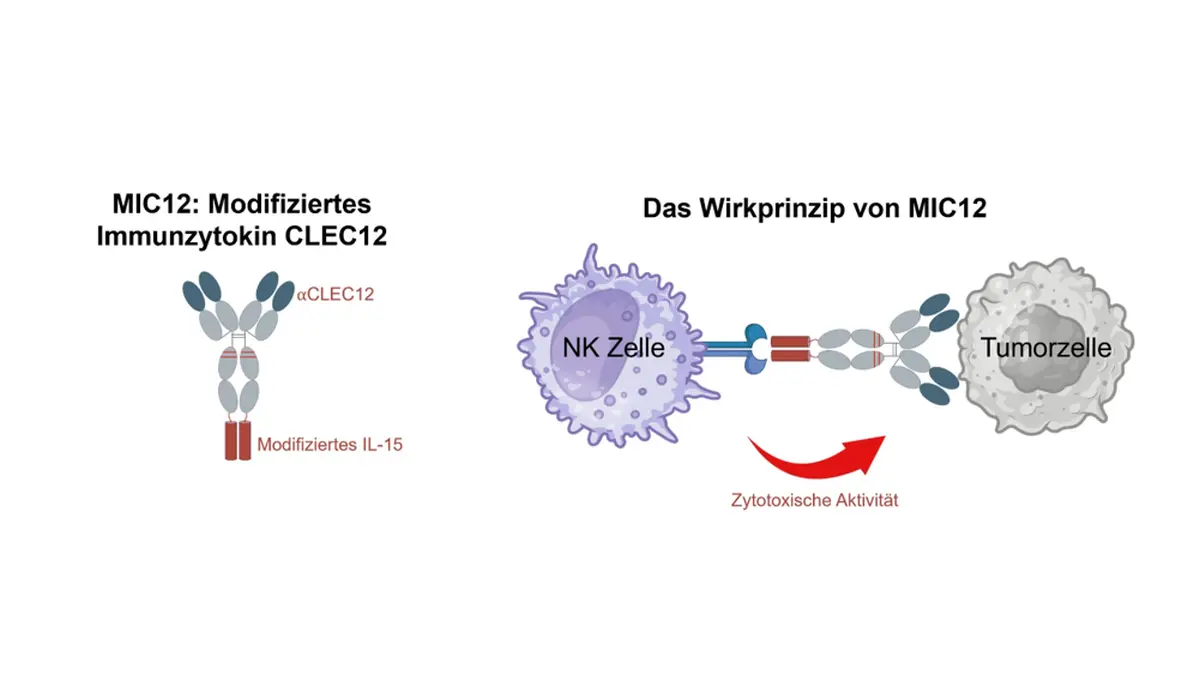 Grafik zum Wirkprinzip des Immunzytokins MIC12: CLEC12-Antikörper aktiviert NK-Zellen zur gezielten Zerstörung von Tumorzellen