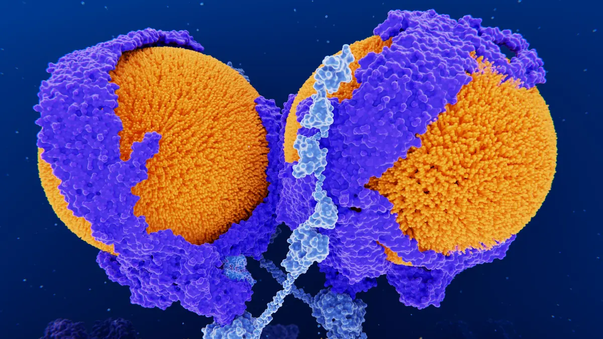 3D-Illustration eines dimeren LDL-Rezeptors der an LDL-Cholesterin-Partikel bindet