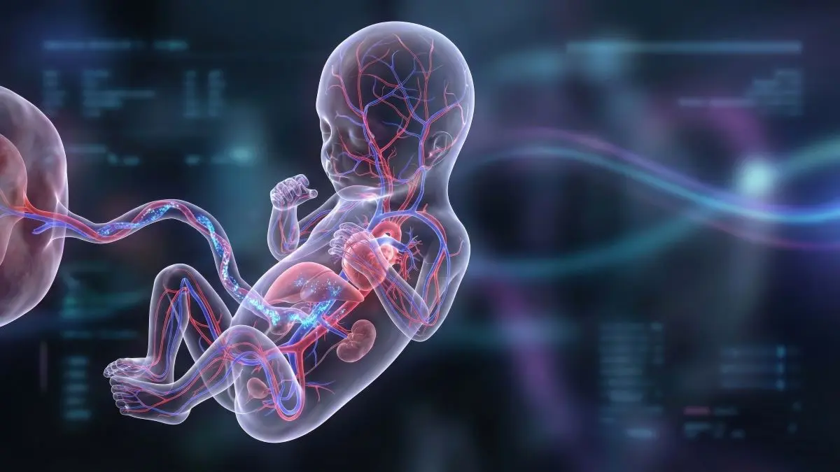 3D-Visualisierung eines Foetus mit sichtbaren Organen und Blutgefaessen – cLUTO und vesikoamniale Shunt-Anlage verbessert Prognose