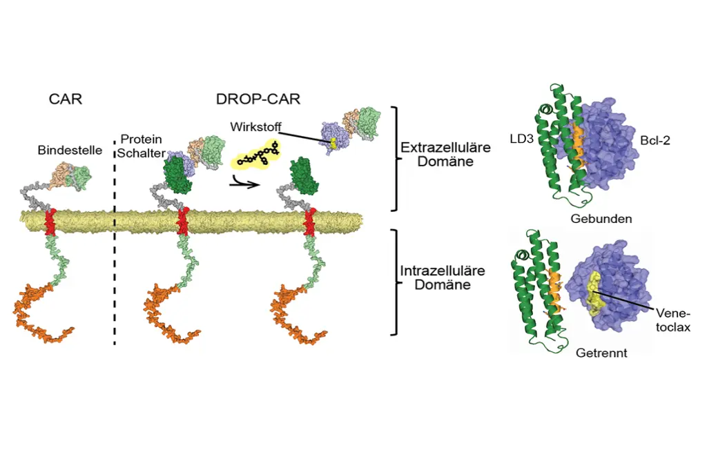 Schematische Darstellung des DROP-CAR-Systems im Vergleich zu konventionellen CAR-T-Zellen: Wirkstoff Venetoclax löst die extrazelluläre Domäne ab und trennt LD3 von Bcl-2