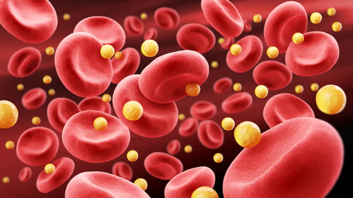 3D-Illustration von LDL-Cholesterin-Partikeln und roten Blutkoerperchen im Blutkreislauf