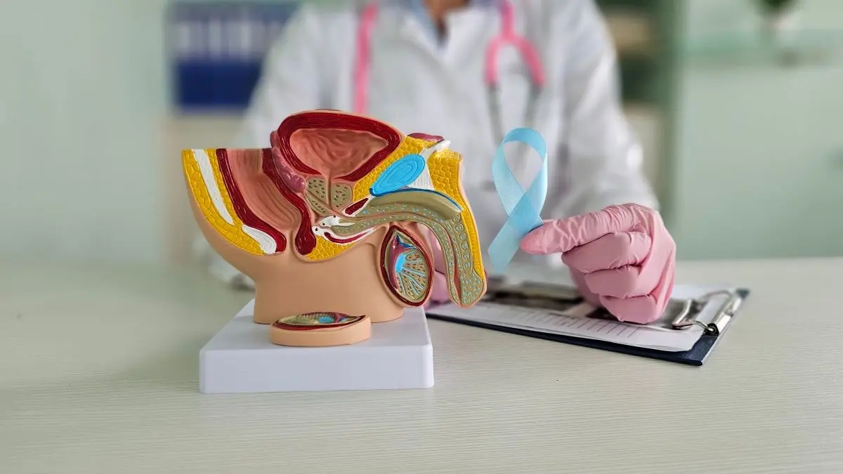 Anatomisches Modell des maennlichen Urogenitaltrakts mit blauem Awareness-Ribbon – neue Therapiekonzepte beim Peniskarzinom