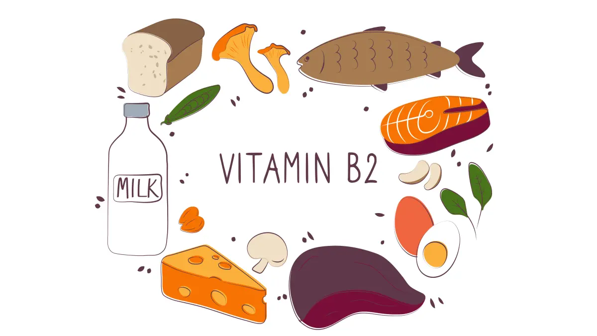 Illustration mit Vitamin-B2-reichen Lebensmitteln: Milch, Käse, Lachs, Fisch, Eier, Leber, Pilze, Nüsse und Brot