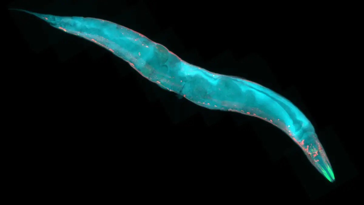 Fluoreszierende Aufnahme des Fadenwurms C. elegans