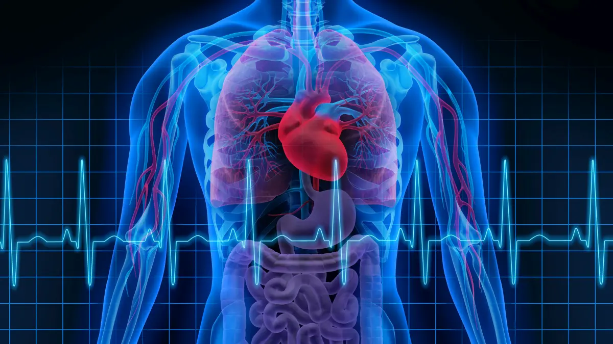Digitale Röntgenillustration eines menschlichen Körpers mit hervorgehobenem Herzen und EKG-Kurve