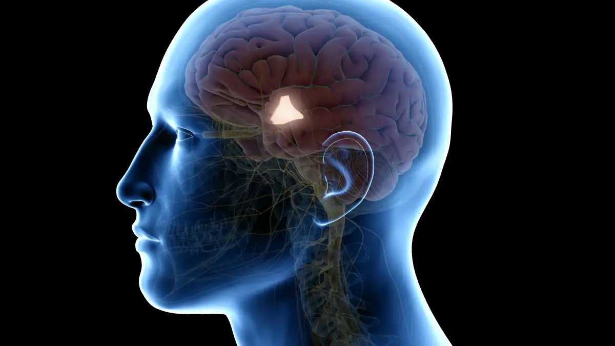 3D-Vektor-Grafik eines menschlichen Kopfes mit hervorgehobenen Hypothalamus