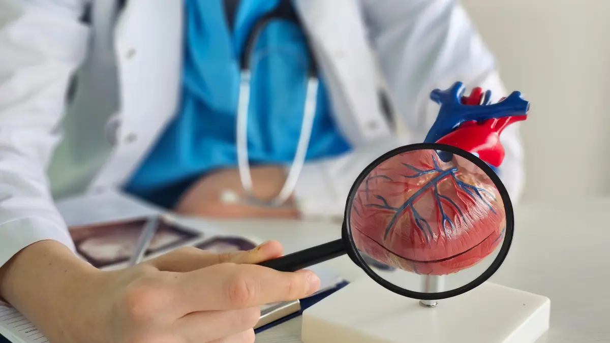 Arzt hält Lupe vor anatomisches Herzmodell – Diagnose und Nachsorge nach Herzinfarkt mit Colchicin COLXI®
