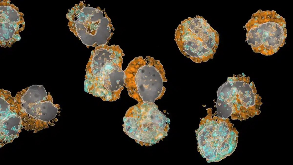 Mikroskopaufnahme neutrophiler Granulozyten in verschiedenen Reifestadien: Zellkerne grau, Oberflächenmerkmale orange und türkis markiert; unreife Vorläuferzelle (preNeu) mit rundem Kern sichtbar