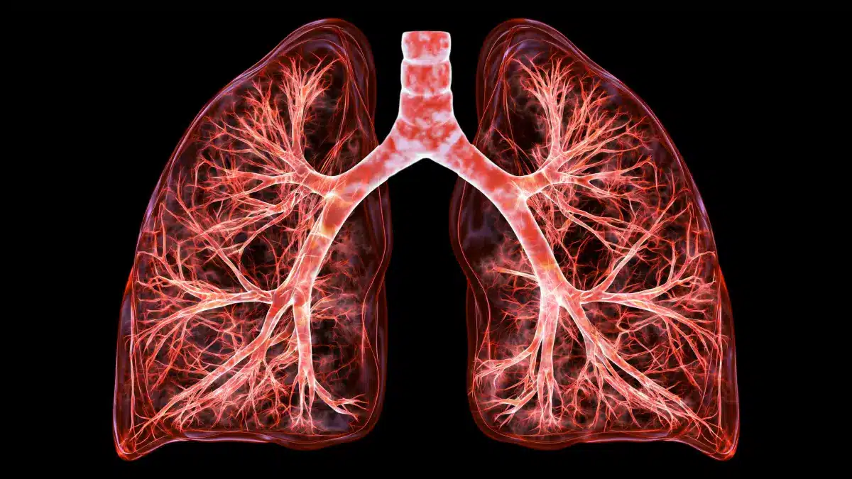 3D-Illustration der menschlichen Lunge mit sichtbaren Pulmonalgefäßen – symbolisiert pulmonal-arterielle Hypertonie (PAH)