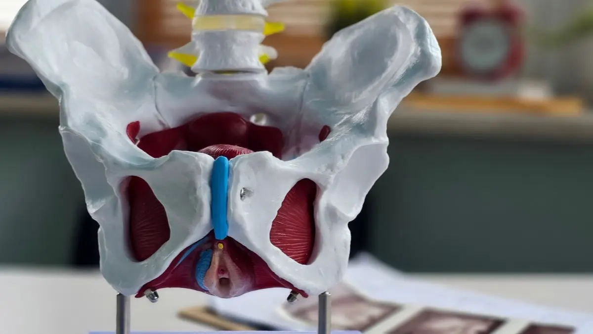 Anatomisches Modell von weiblichem Becken und Beckenbodenmuskulatur als Symbol fuer die Ueberarbeitung der S3 Leitlinie zum Descensus genitalis