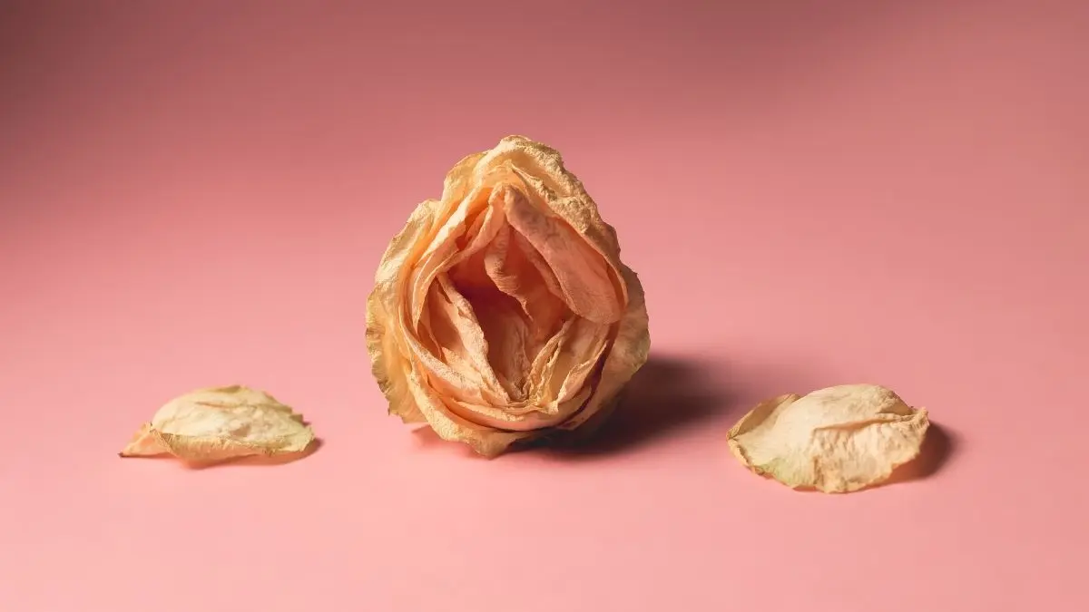 Getrocknete Blume auf rosafarbenem Hintergrund als Symbol fuer vulvovaginale Trockenheit