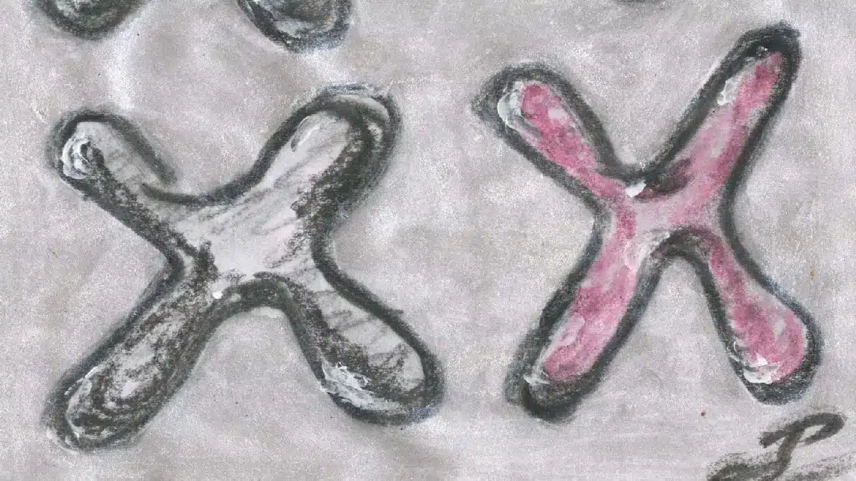 X Chromosomen gezeichnet