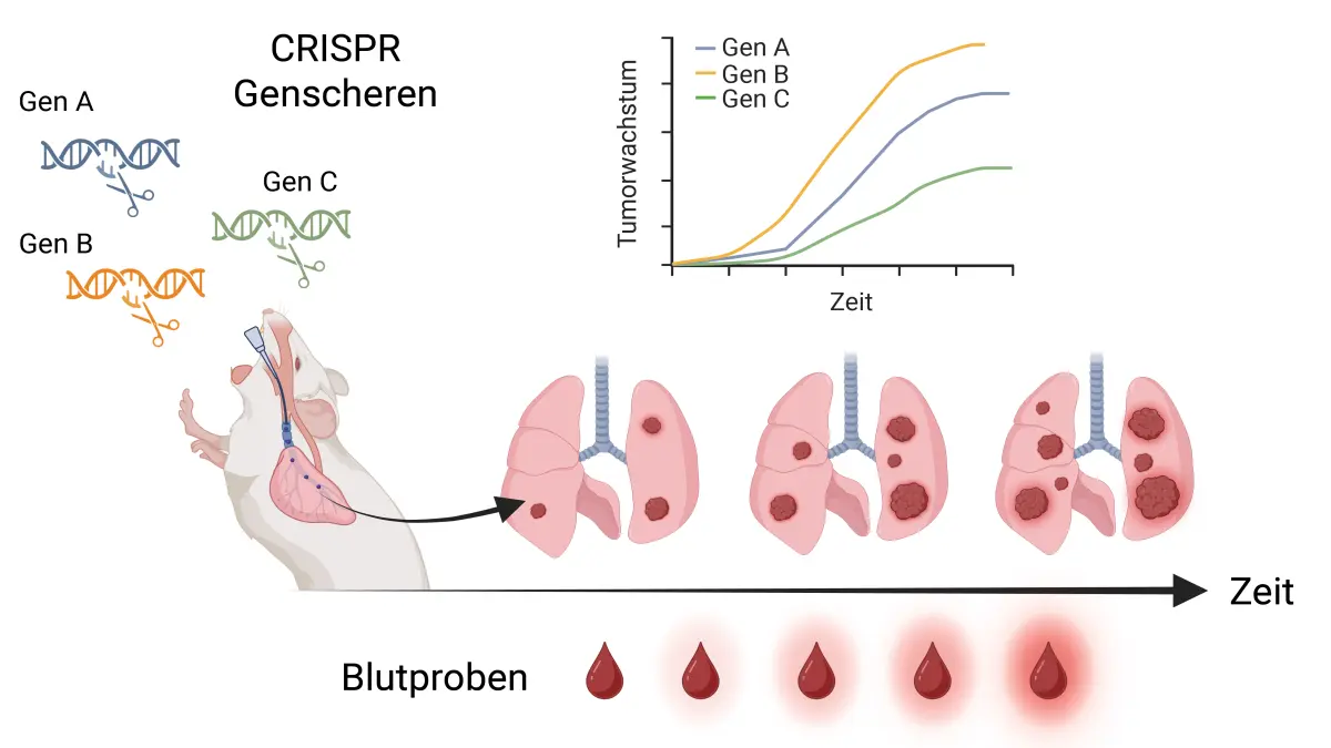 Grafische Darstellung eines Mausmodells fuer kleinzelliges Lungenkarzinom mit CRISPR-Genscheren, Lungen mit wachsenden Tumoren und Blutproben zur Messung des Tumorwachstums ueber die Zeit