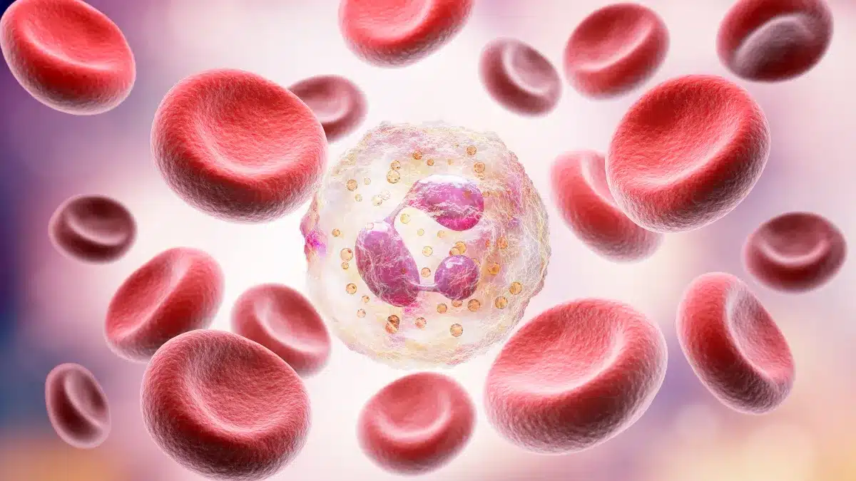 Illustration von Erythrozyten und einem neutrophilen Granulozyt