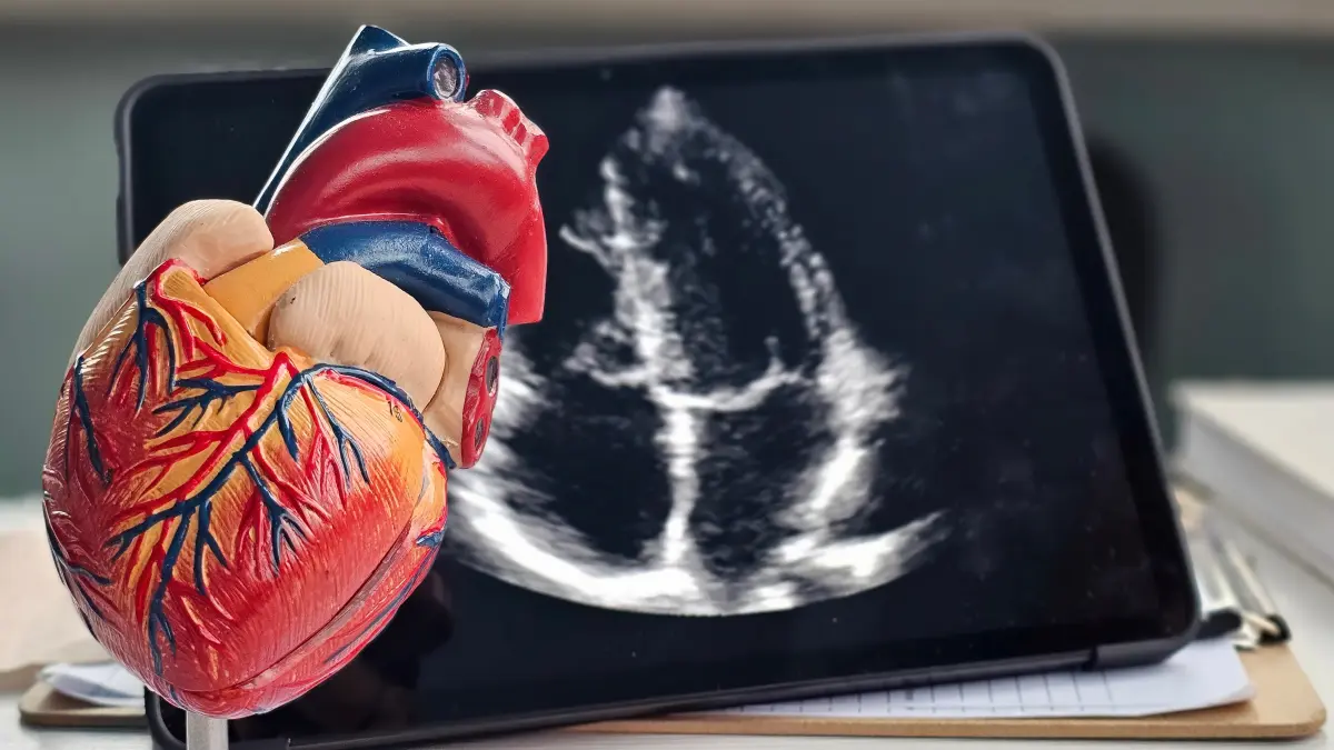 Herzmodell aus Kunststoff vor einem Tablet mit echokardiografischem Herzbild in Vierkammerblick