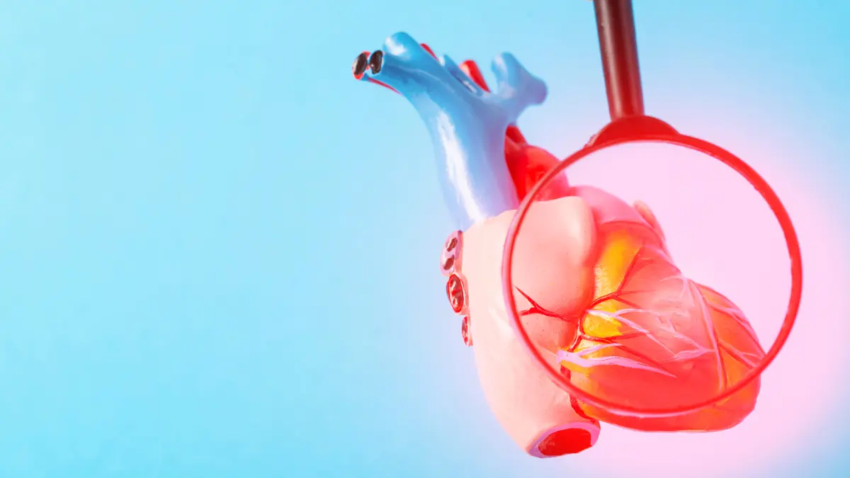 Anatomisches Herzmodell unter einer Lupe vor blau-rosa Hintergrund als Symbol für Herzdiagnostik