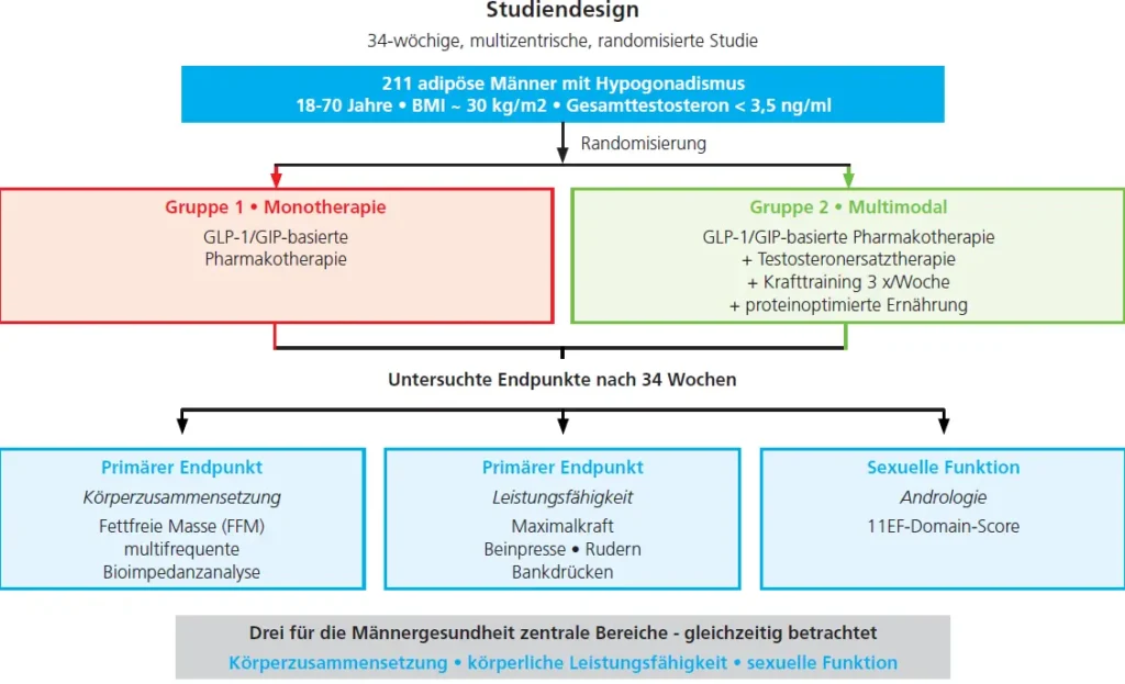 Abb. 1: Studiendesign. 34-wöchige, multizentrische, randomisierte Untersuchung an 211 adipösen Männern mit Hypogonadismus (18 – 70 Jahre, BMI ≥ 30 kg / m², Gesamttestosteron < 3,5 ng / ml). Gruppe 1 erhielt ausschließlich eine GLP-1 / GIP-basierte Pharmakotherapie, Gruppe 2 zusätzlich eine Testosteronersatztherapie, ein strukturiertes Krafttraining dreimal pro Woche und eine proteinoptimierte Ernährung. Primärer Endpunkt war die Veränderung der fettfreien Masse, bestimmt mittels multifrequenter Bioimpedanzanalyse.